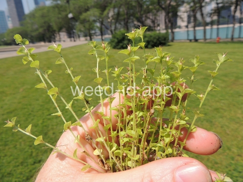 venuslookingglass, common